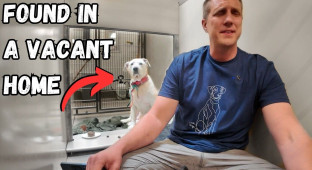 ¡Mira lo que pasa cuando le canto a una perra en el refugio! | Rocky Kanaka [ENG]